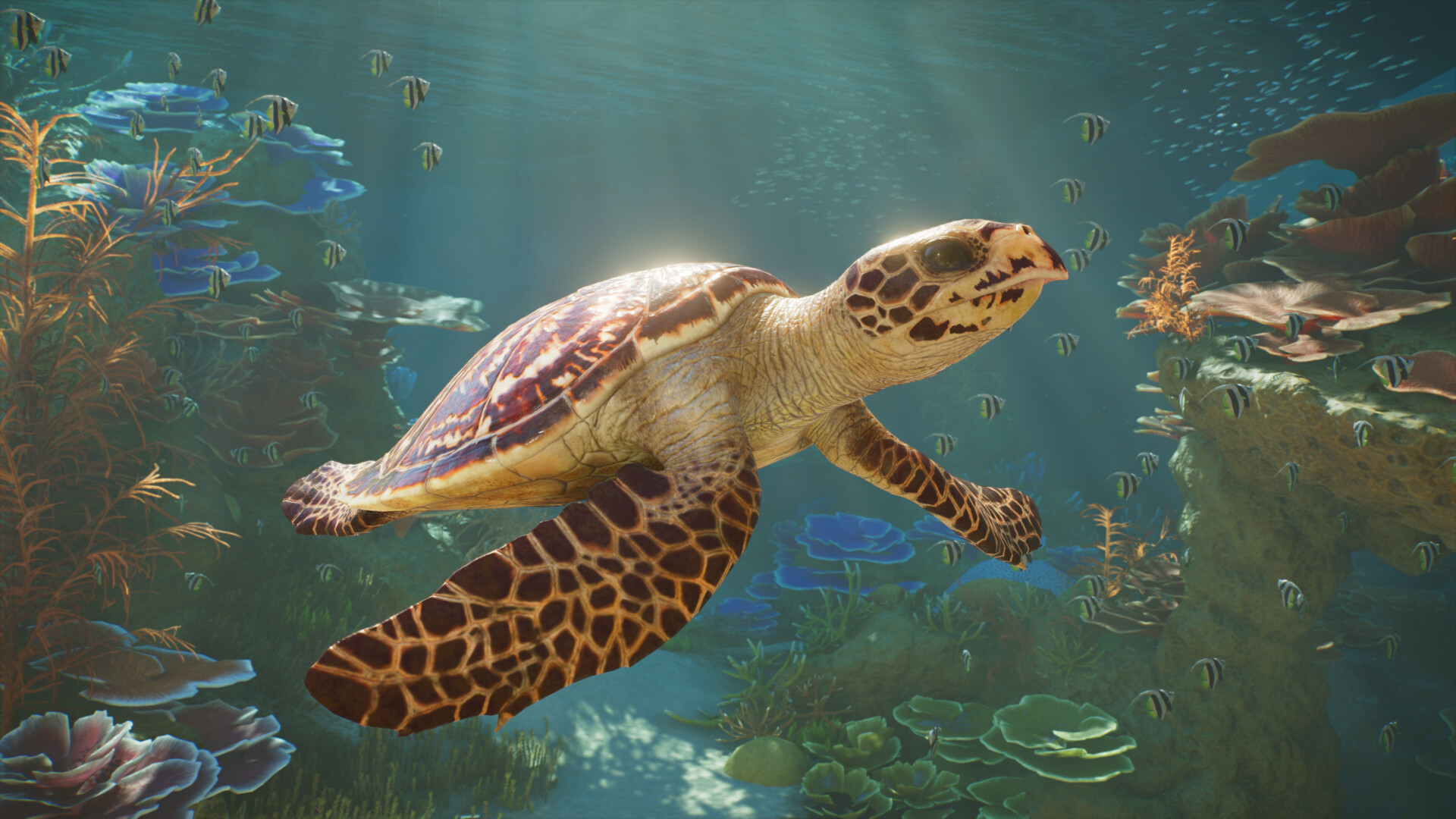 Hawksbill turtle swimming inside a saltwater aquarium