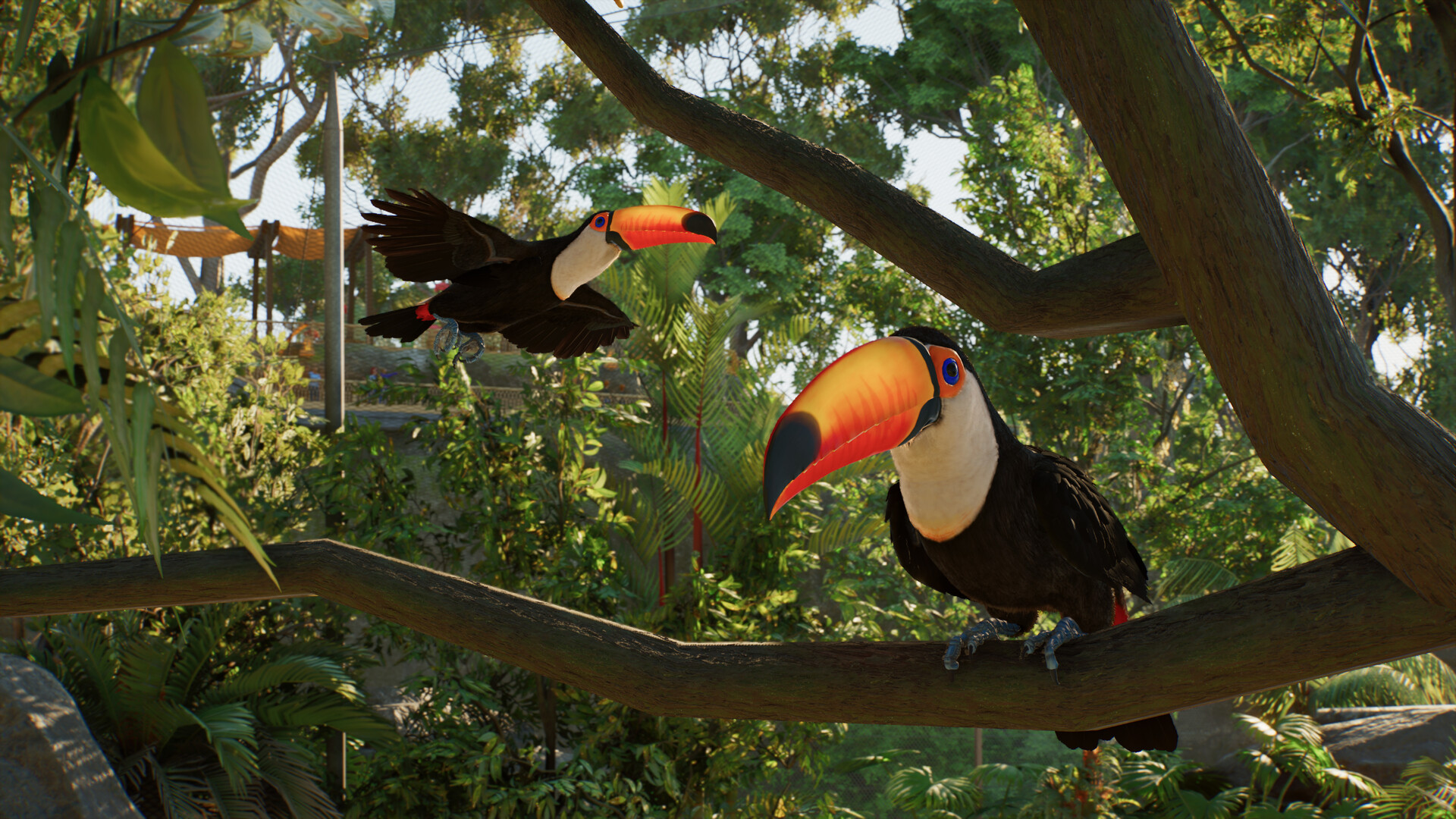 Toco toucans perching on a branch inside an aviary